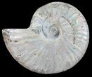 Silver Iridescent Ammonite - Madagascar #54882-1
